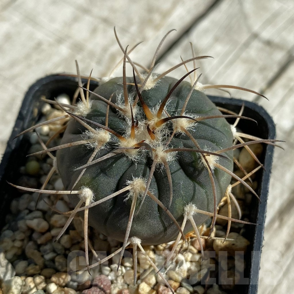 SH17121 Gymnocalycium spegazzinii MG 489
