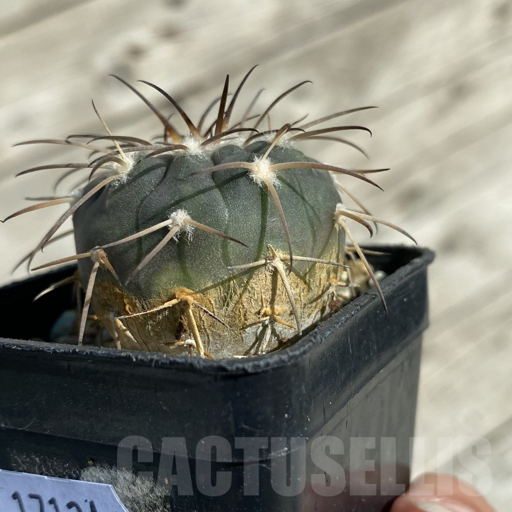SH17121 Gymnocalycium spegazzinii MG 489 - Image 2
