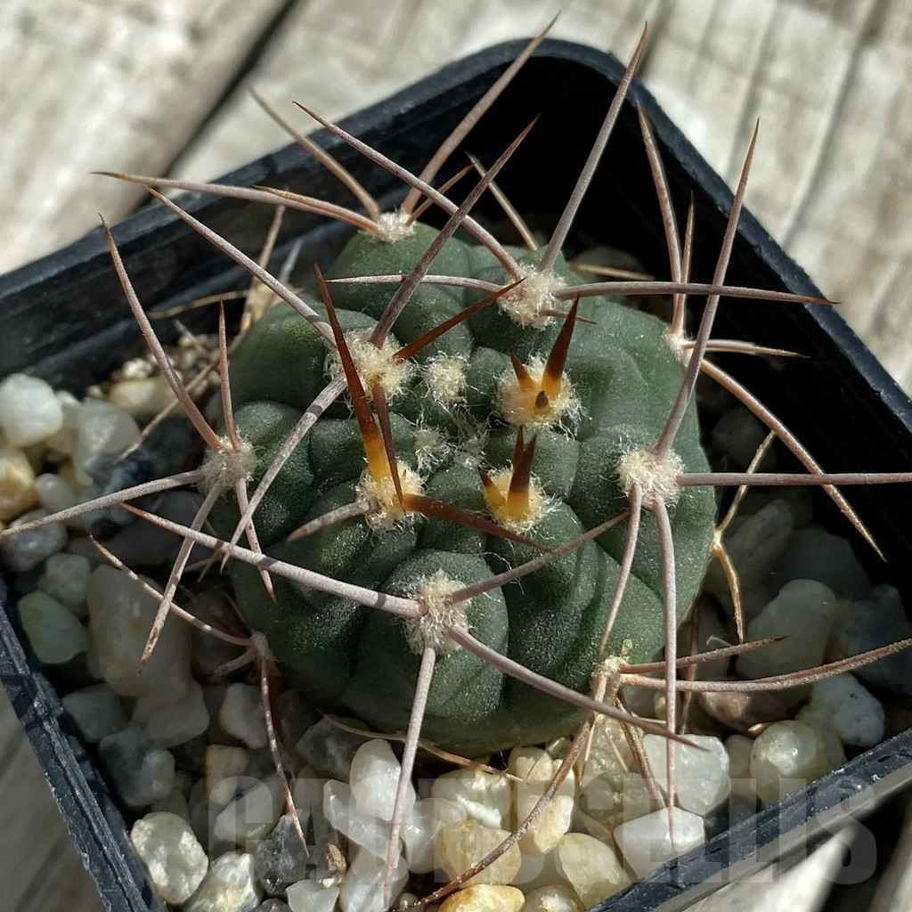 SH17122 Gymnocalycium coloradense VS 809