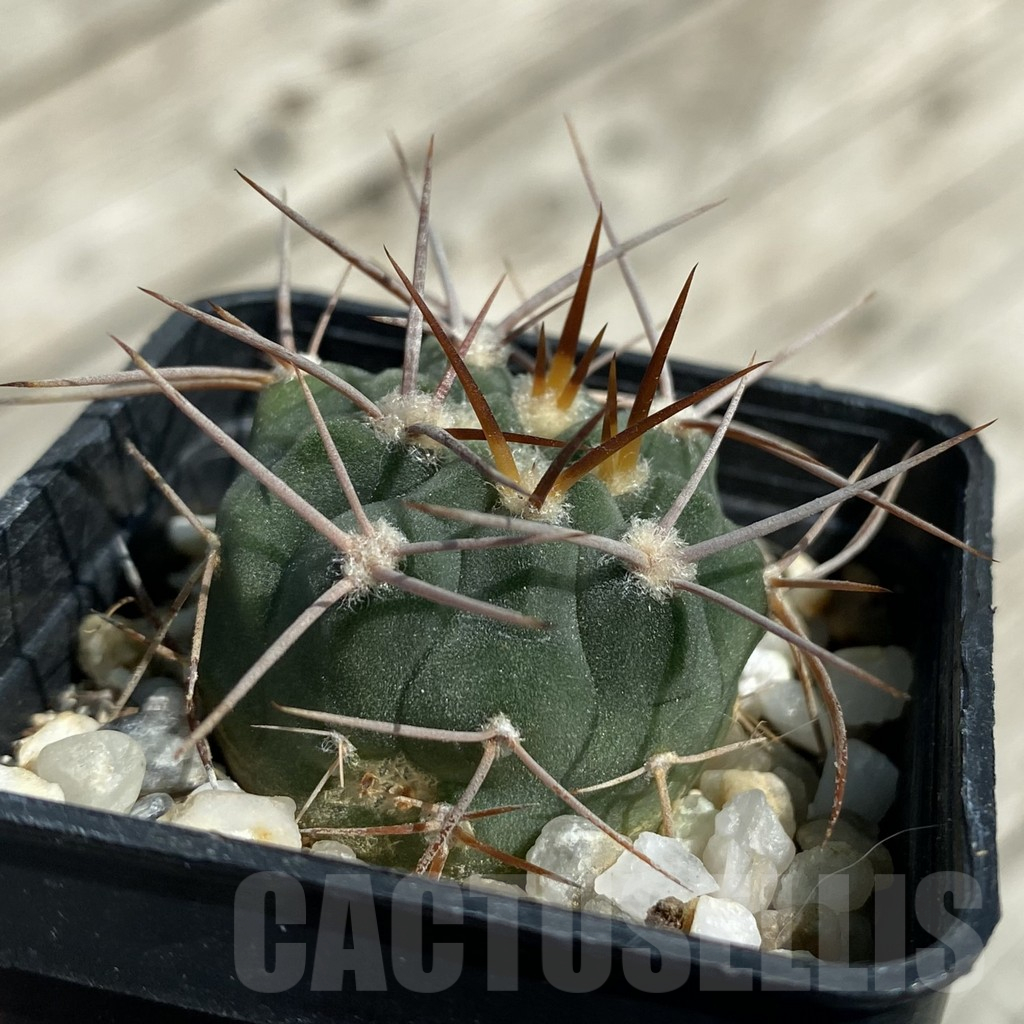 SH17122 Gymnocalycium coloradense VS 809 - Image 2