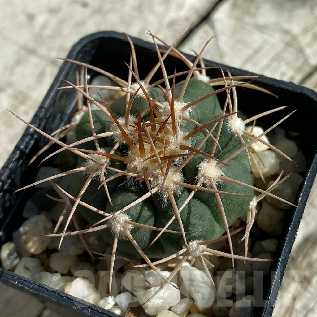 SH17123 Gymnocalycium coloradense VS 809