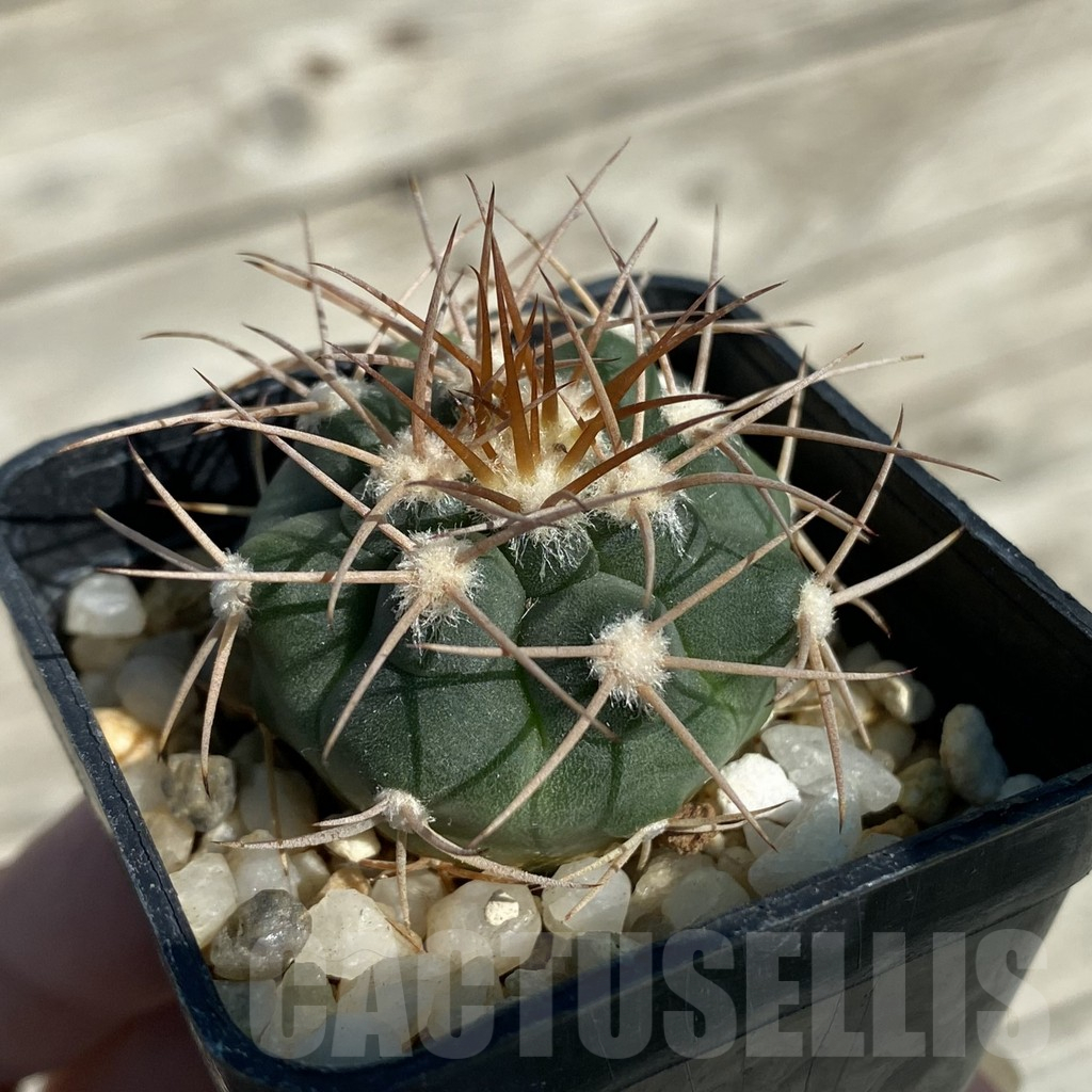 SH17123 Gymnocalycium coloradense VS 809 - Зображення 2