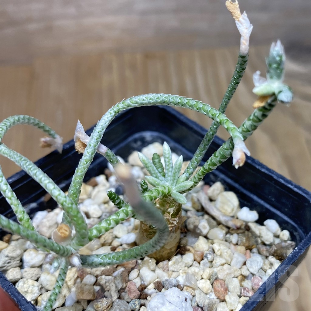 SH17065 Avonia quinaria, pink flower