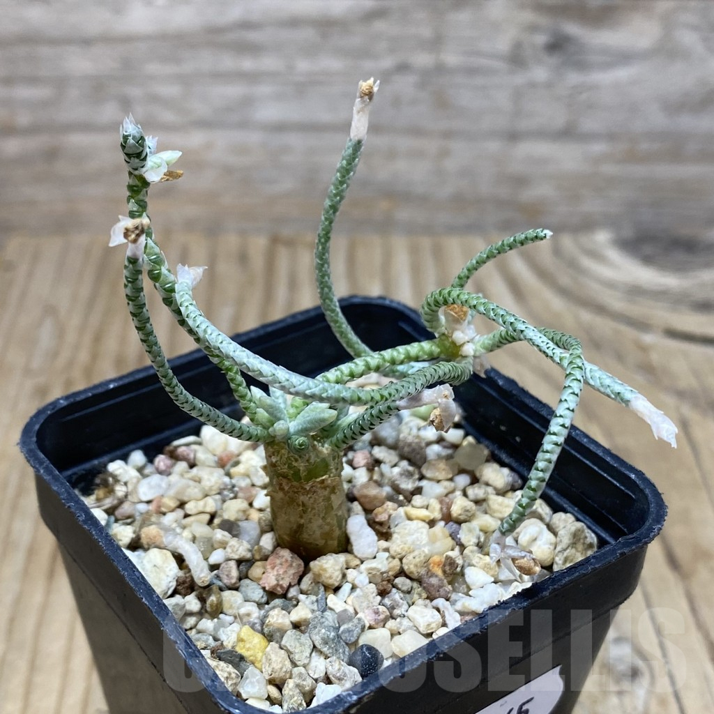 SH17065 Avonia quinaria, pink flower - Image 2