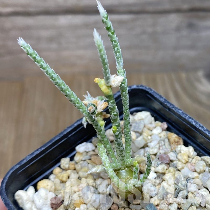 SH16066 Avonia alstonii, white flower
