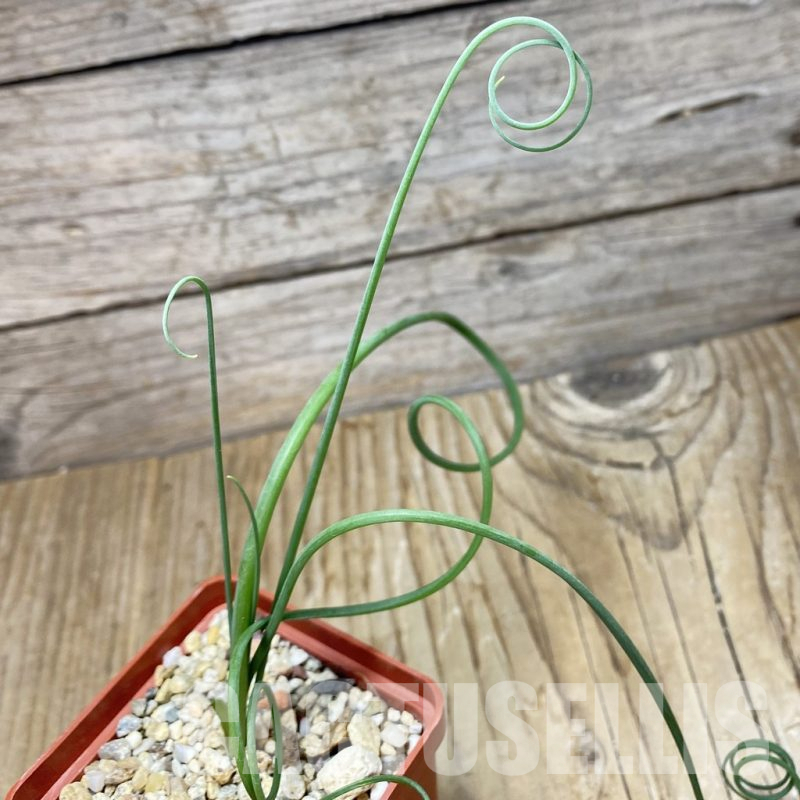 SH17055 Albuca spiralis