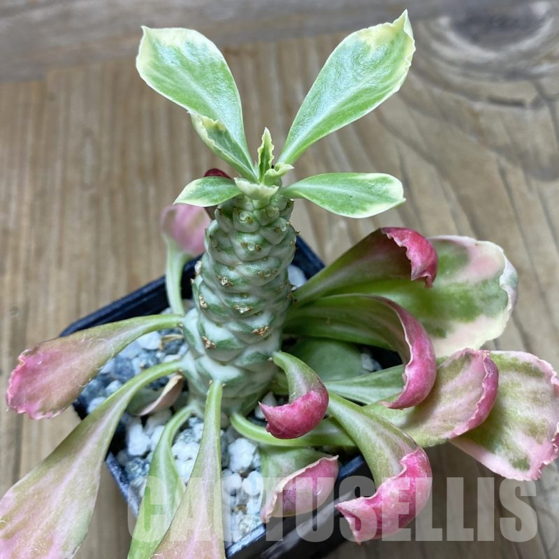 SH17067 Monadenium stapelioides f. variegata