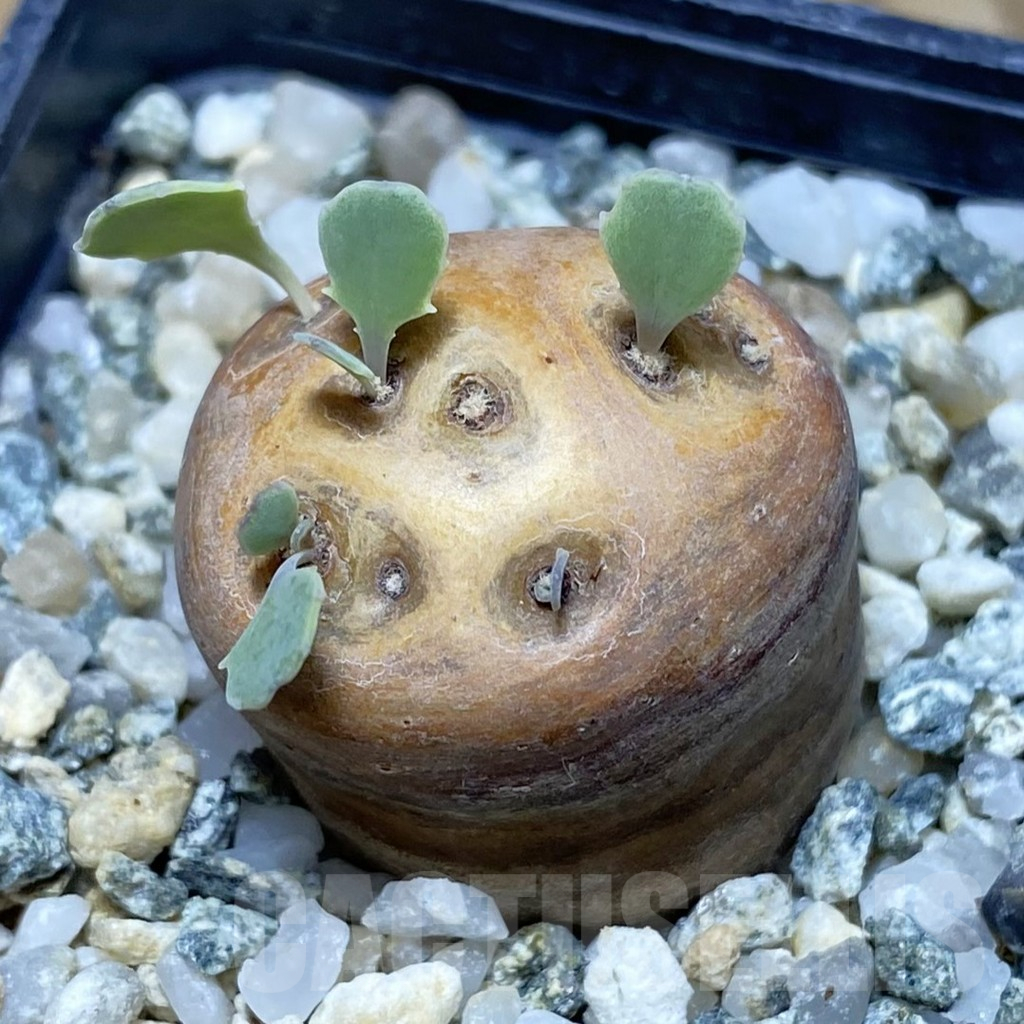 SH17069 Othonna cacalioides