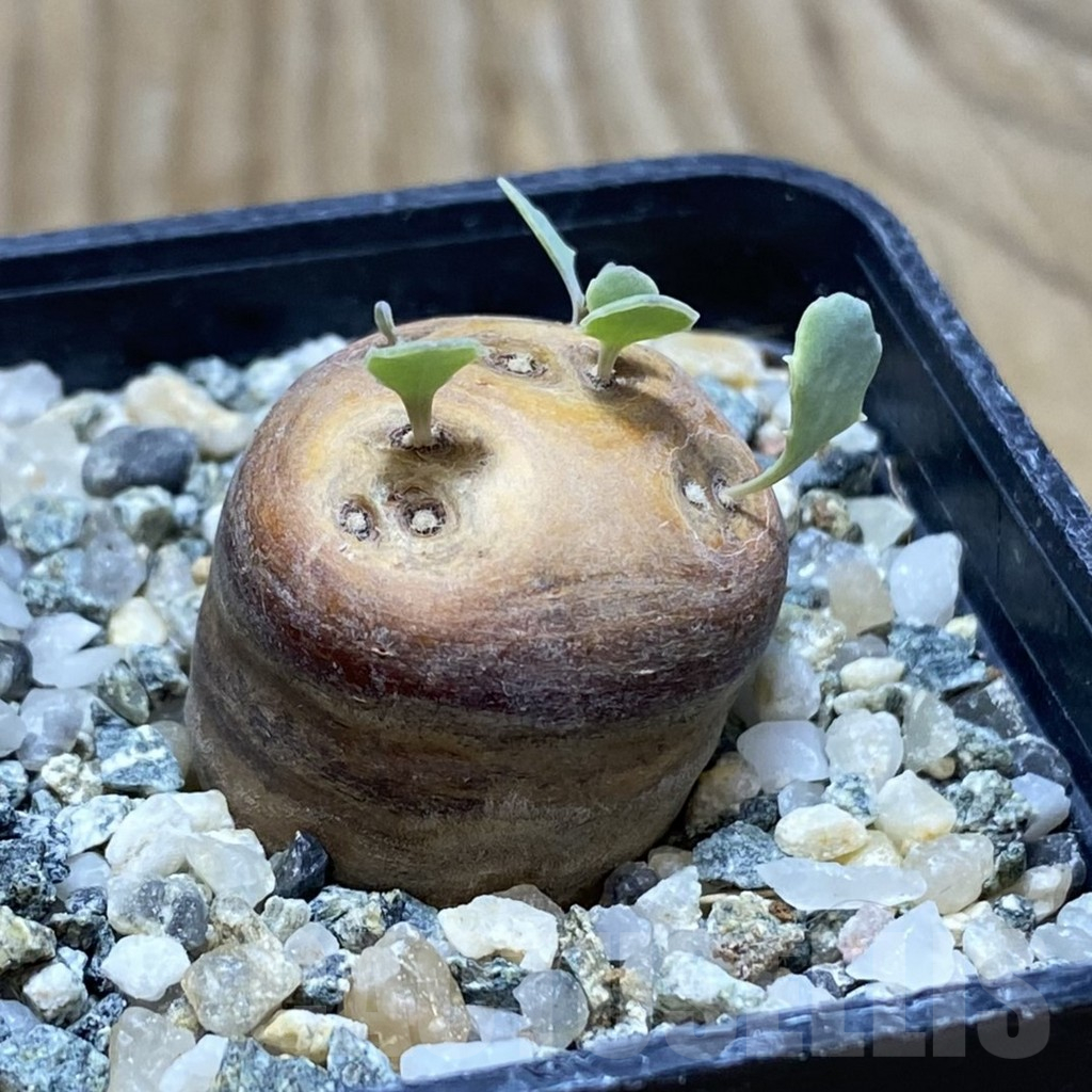 SH17069 Othonna cacalioides - immagine 2