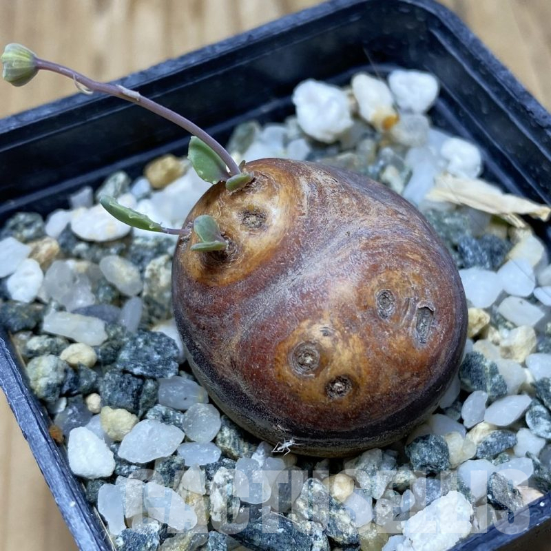 SH17070 Othonna cacalioides