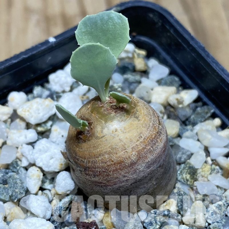 SH17071 Othonna cacalioides