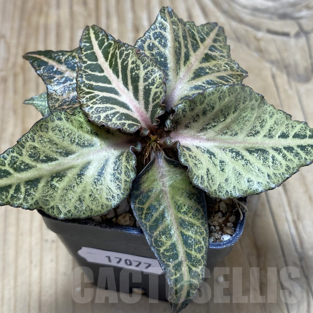 SH17077 Euphorbia francoisii hybrid