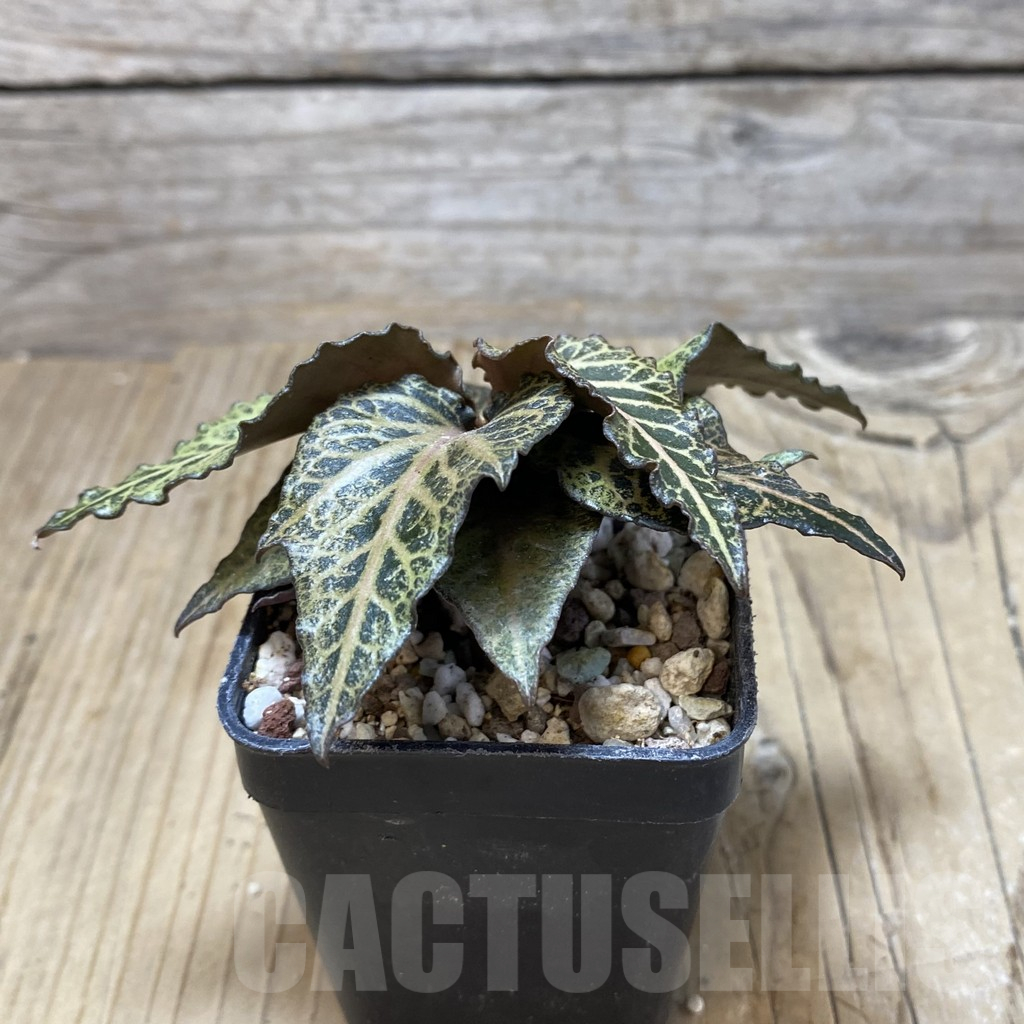 SH17077 Euphorbia francoisii hybrid - Imagen 2