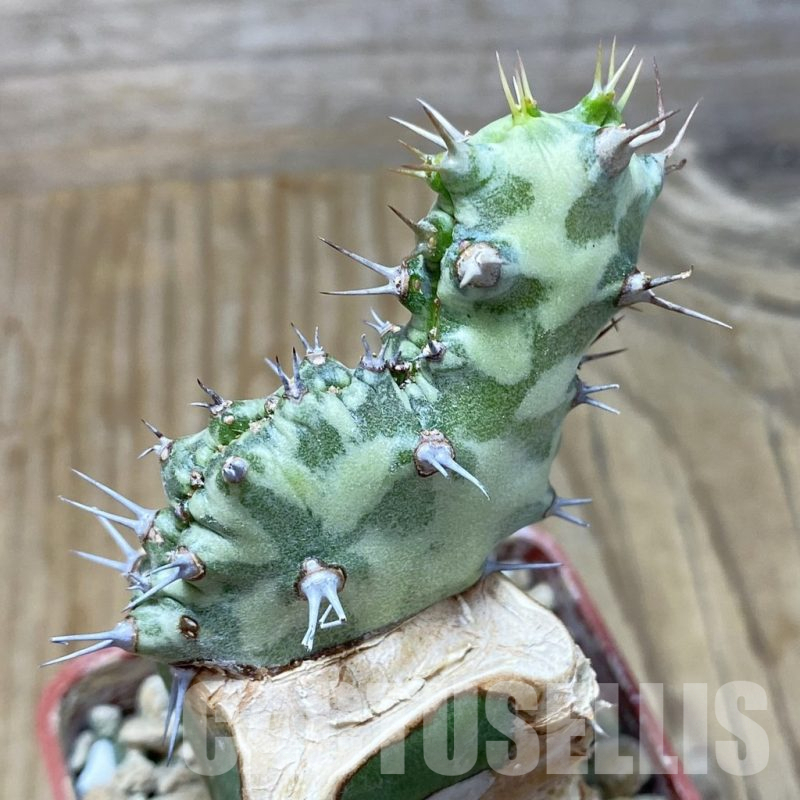 SH17080 Euphorbia horwoodii f. cristata, grafted