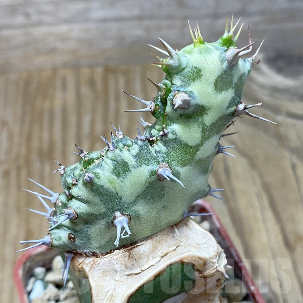 SH17080 Euphorbia horwoodii f. cristata, grafted