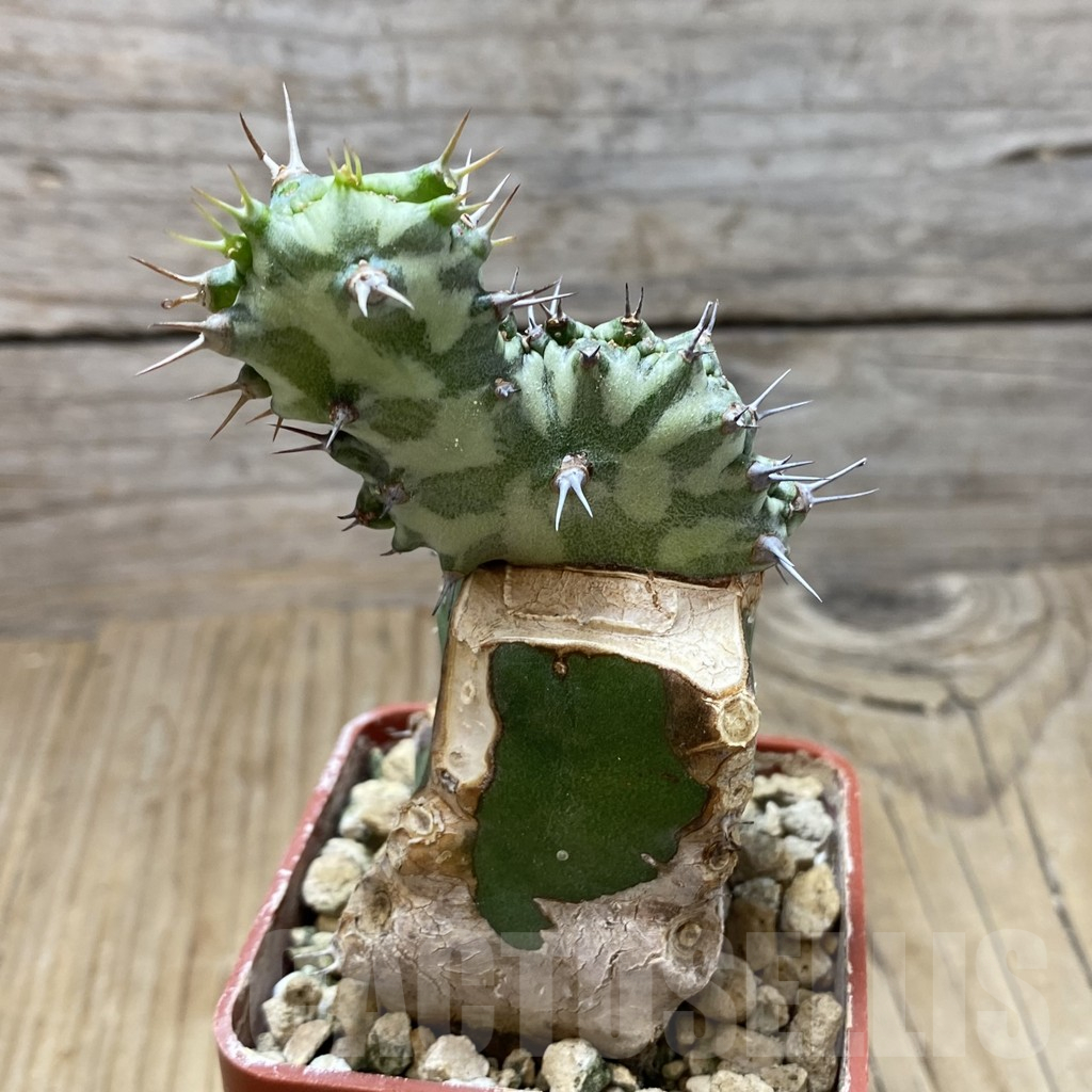 SH17080 Euphorbia horwoodii f. cristata, grafted - Image 2