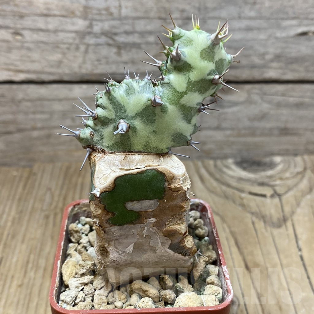 SH17080 Euphorbia horwoodii f. cristata, grafted - Image 3