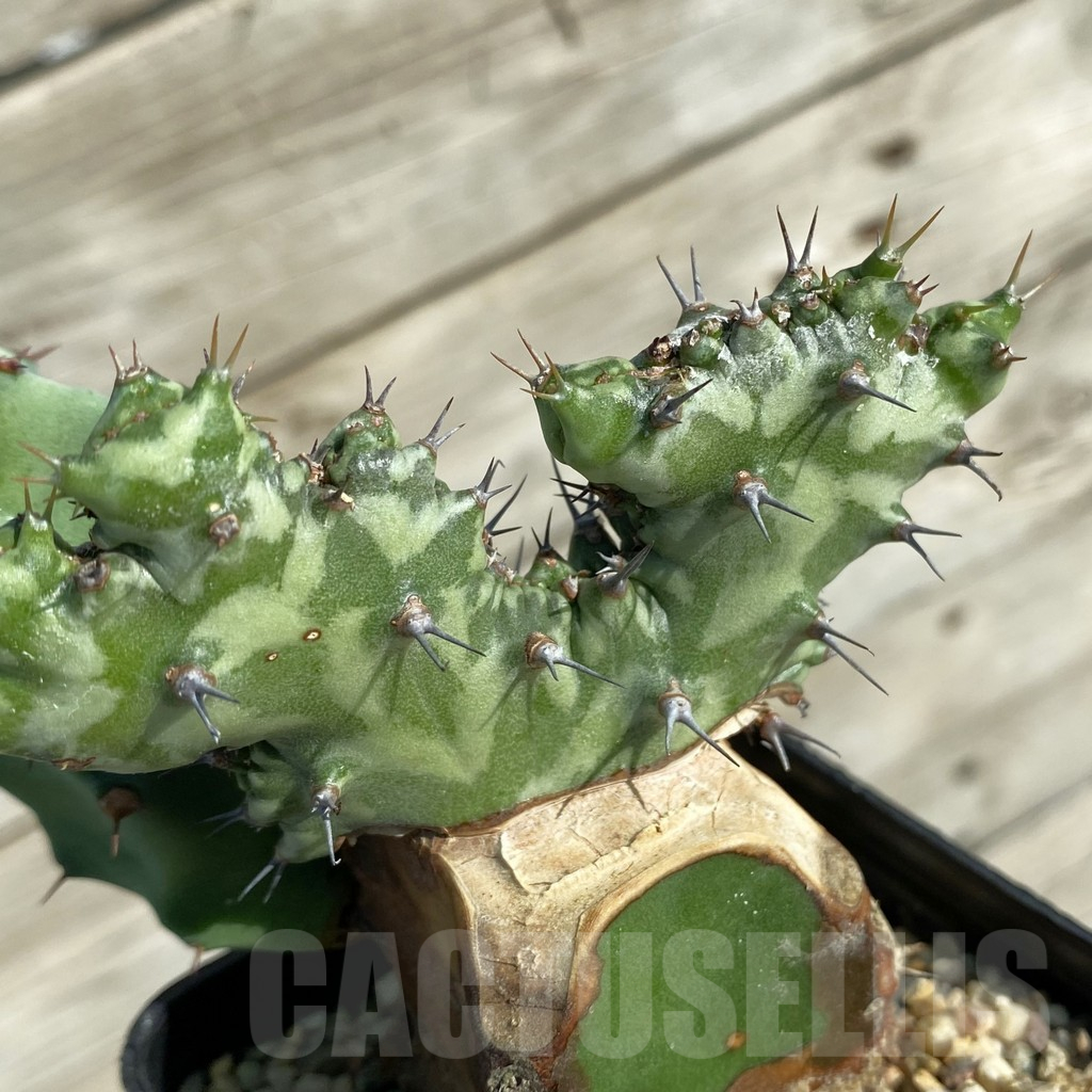 SH17082 Euphorbia horwoodii f. cristata, grafted