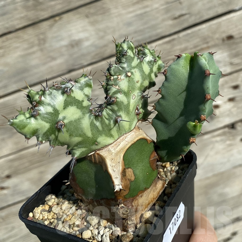SH17082 Euphorbia horwoodii f. cristata, grafted - immagine 2