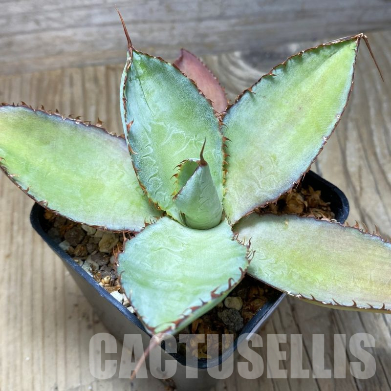 SH17083 Agave bovicornuta