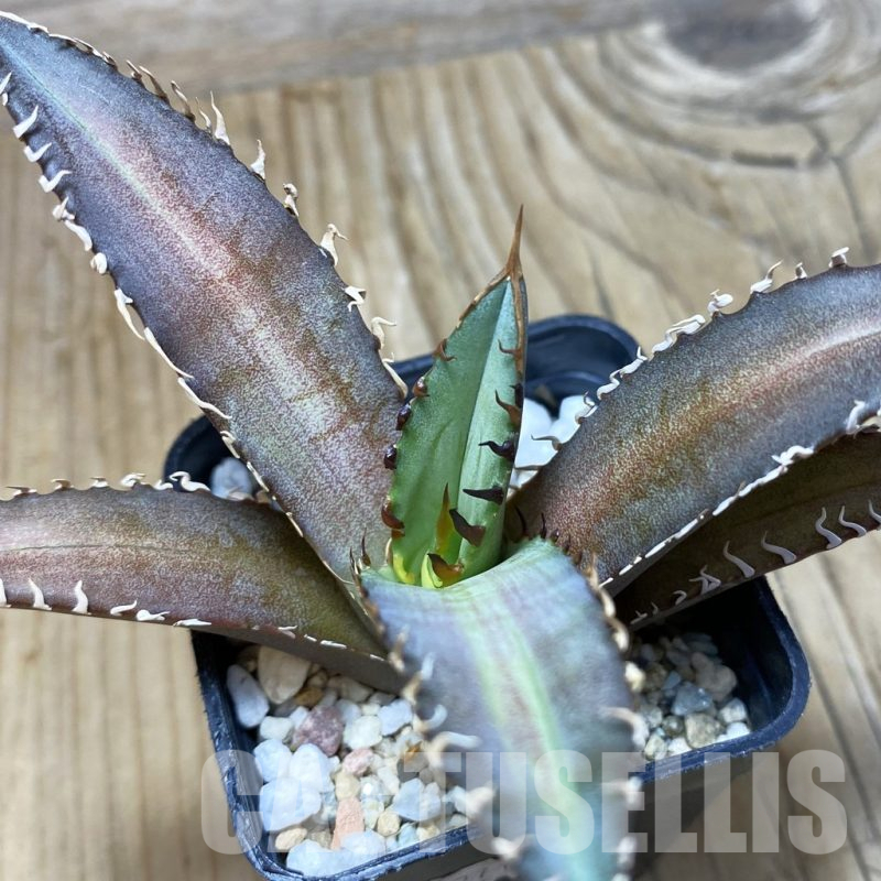 SH17084 Agave titanota 'Red Catweazle'