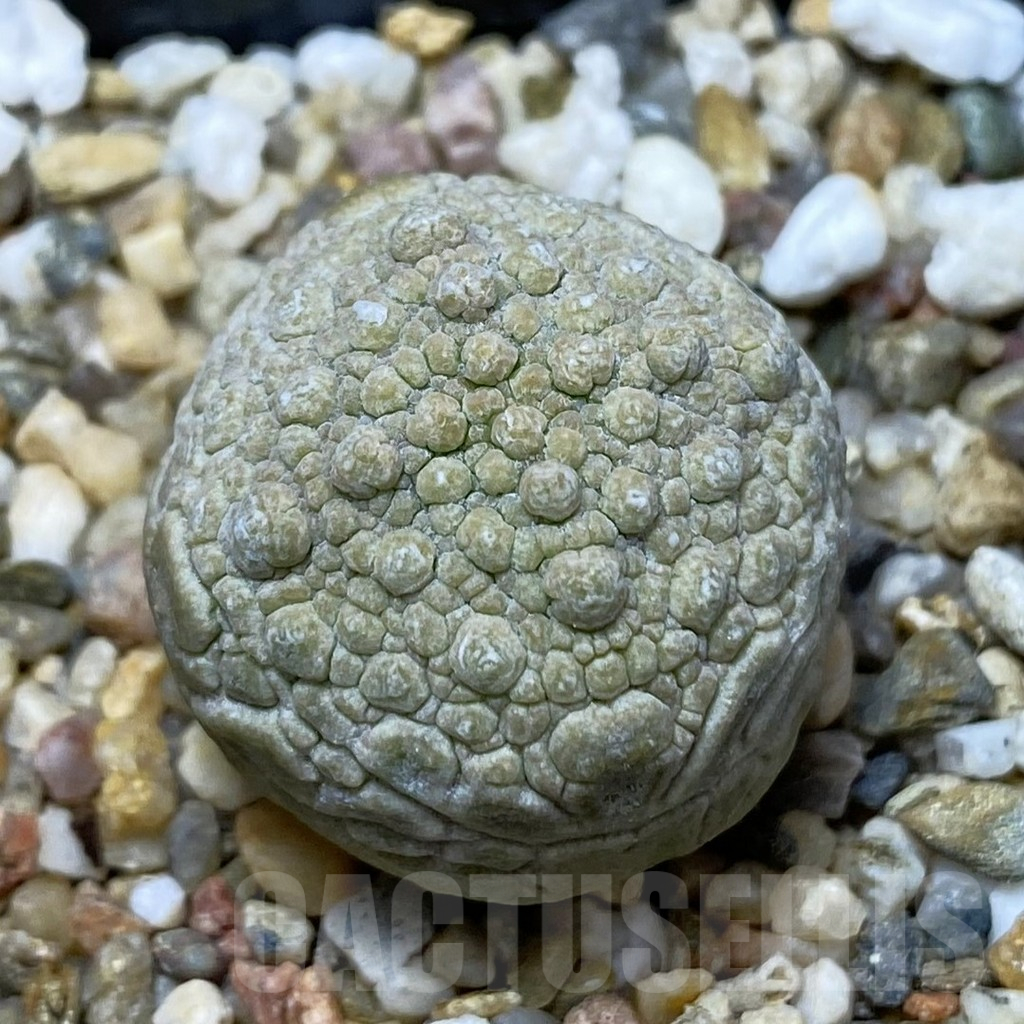 SH17086 Pseudolithos migiurtinus