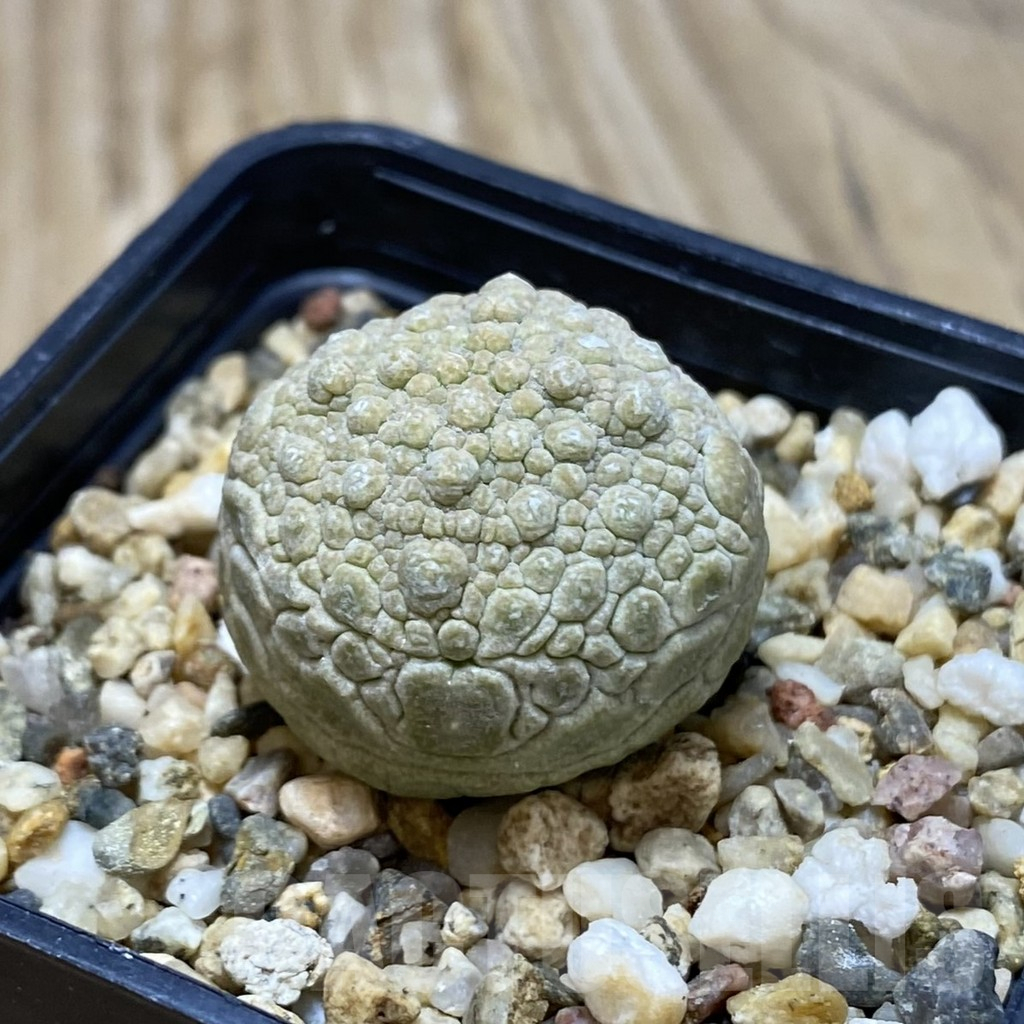 SH17086 Pseudolithos migiurtinus - Image 2