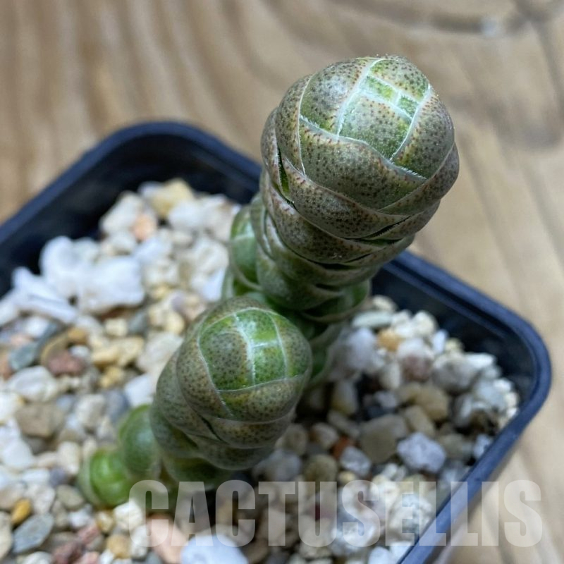 SH17292 Crassula barklyi