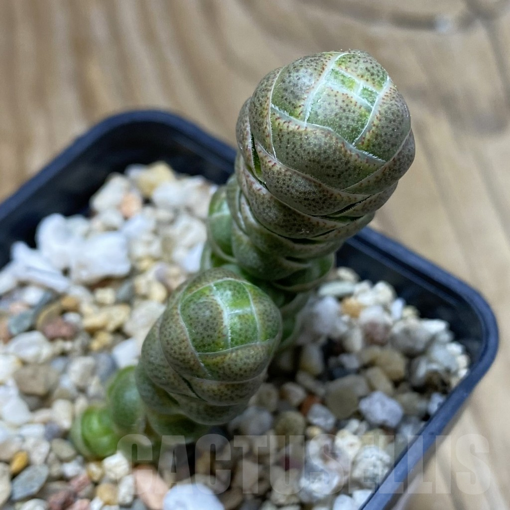 SH17292 Crassula barklyi