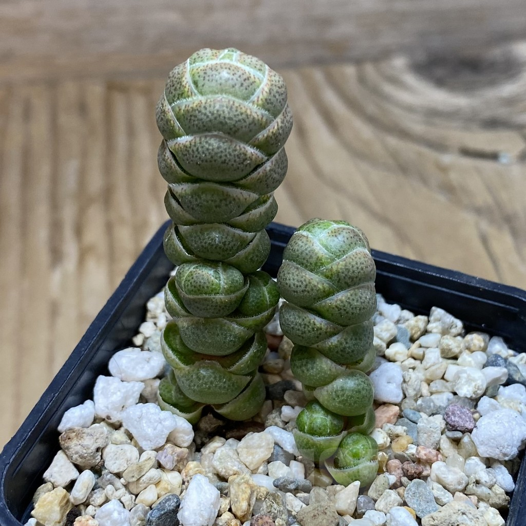 SH17292 Crassula barklyi - Image 2