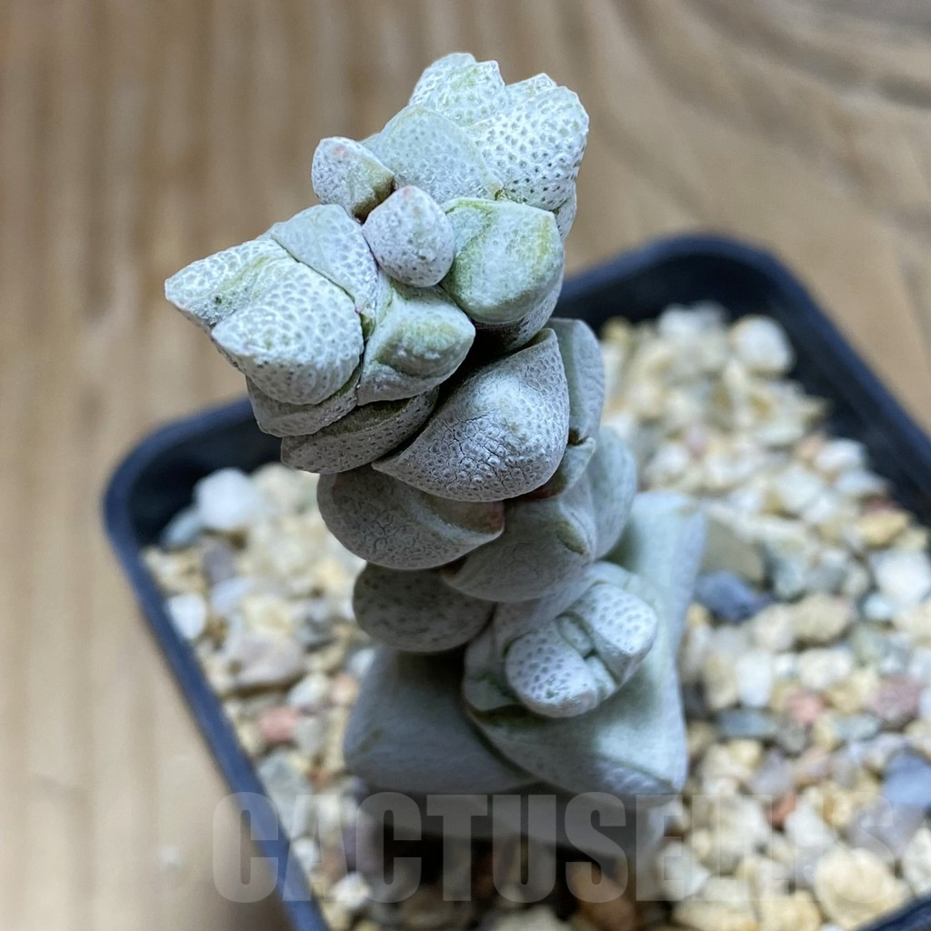 SH17294 Crassula deceptor