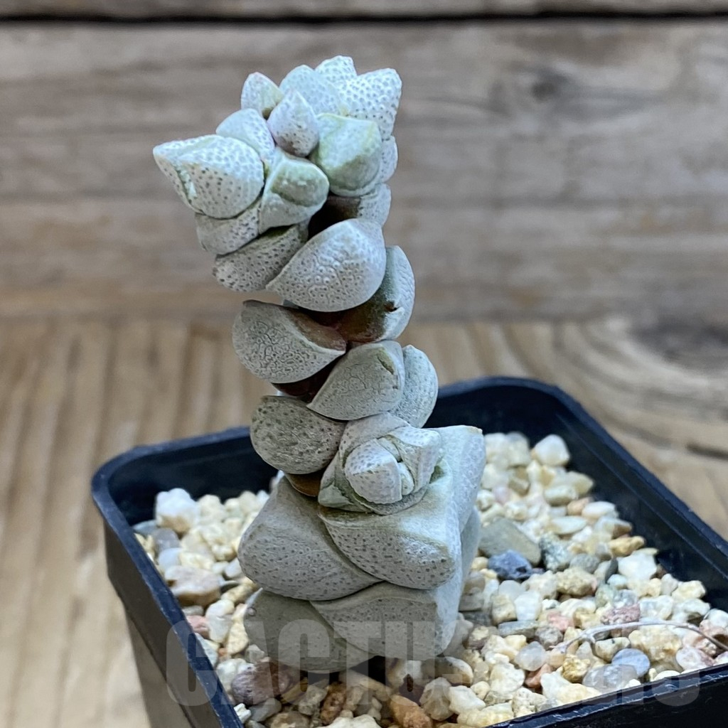 SH17294 Crassula deceptor - Image 2