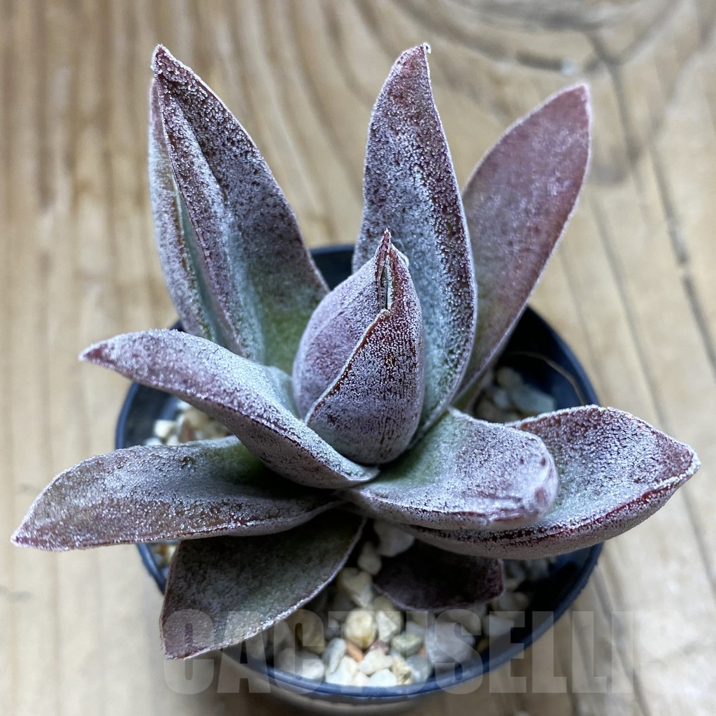 SH17296 Crassula ‘Garnet Lotus’