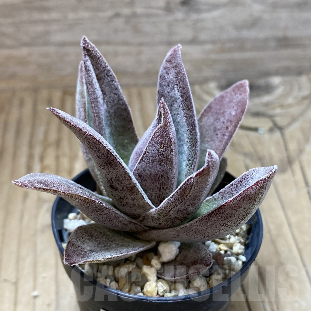 SH17296 Crassula ‘Garnet Lotus’ – Bild 2