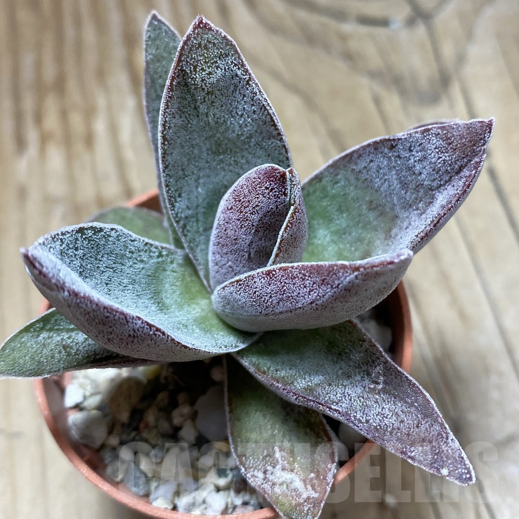 SH17297 Crassula ‘Garnet Lotus’