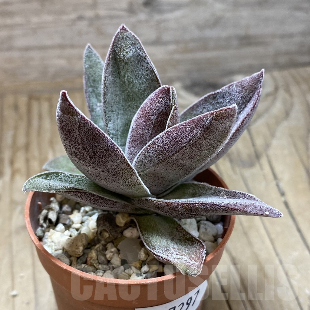 SH17297 Crassula ‘Garnet Lotus’ - Image 2