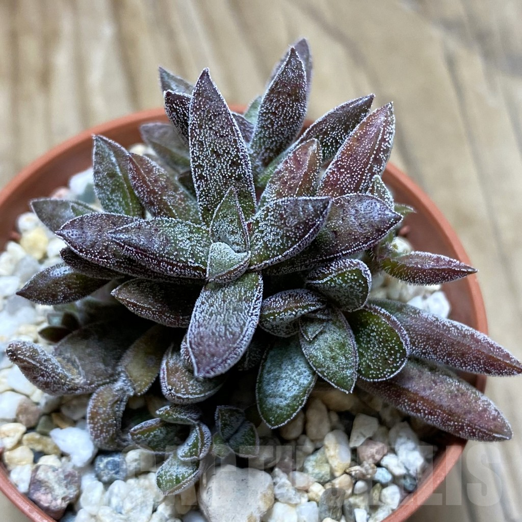 SH17298 Crassula justi-corderoyi