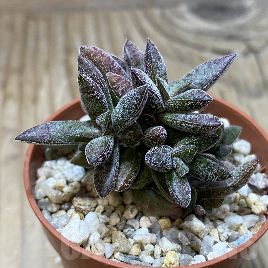 SH17298 Crassula justi-corderoyi – Image 2