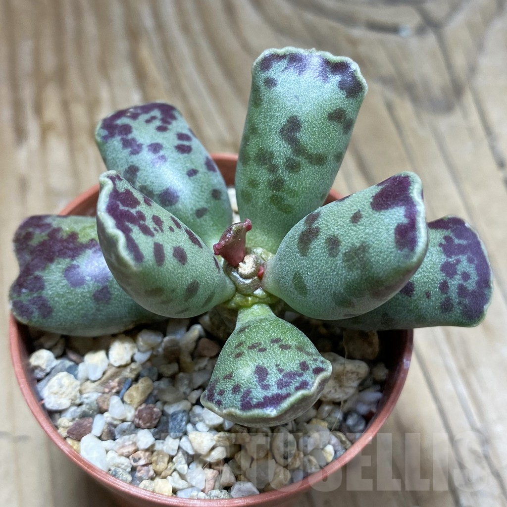SH17299 Adromischus cooperi