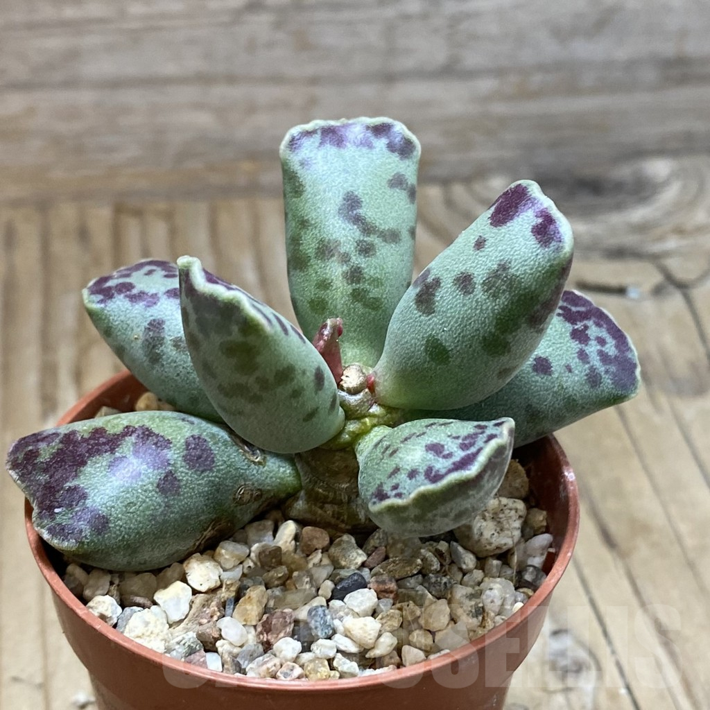 SH17299 Adromischus cooperi - Image 2