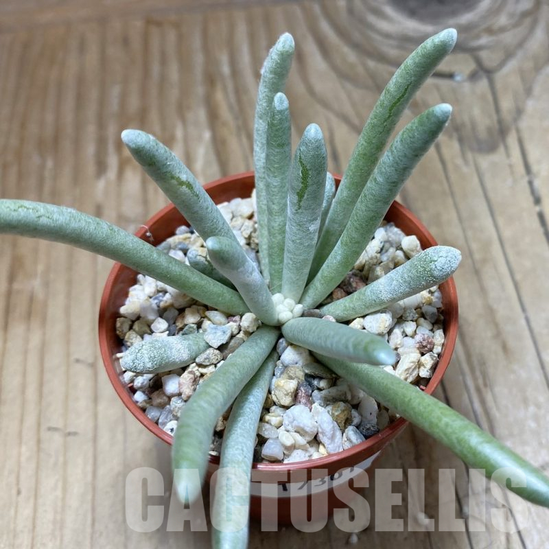 SH17301 Senecio scaposus