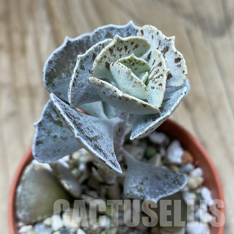 SH17303 Kalanchoe rhombopilosa