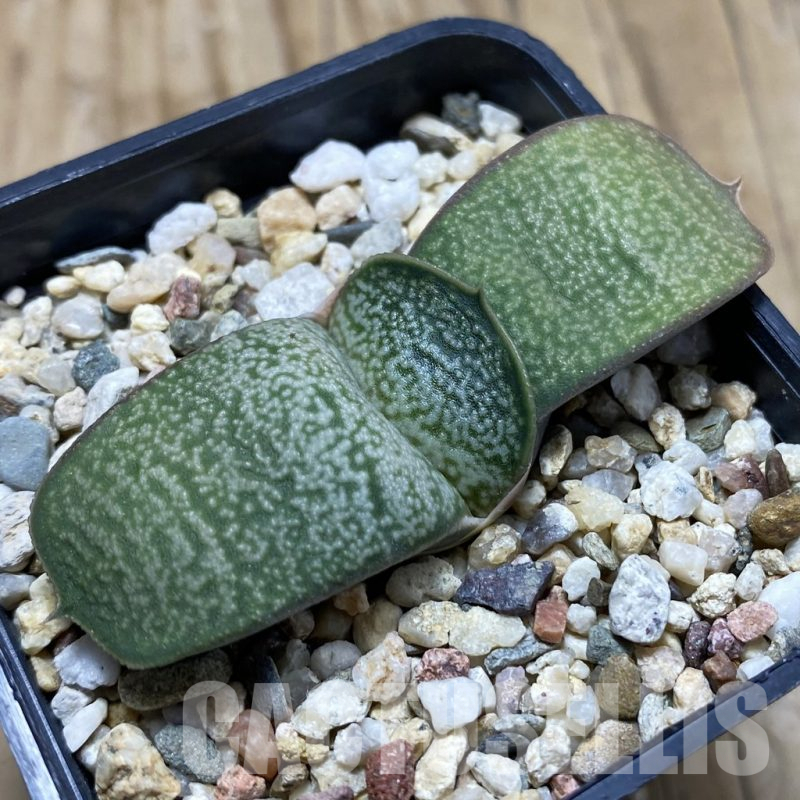 SH17307 Gasteria hybrid