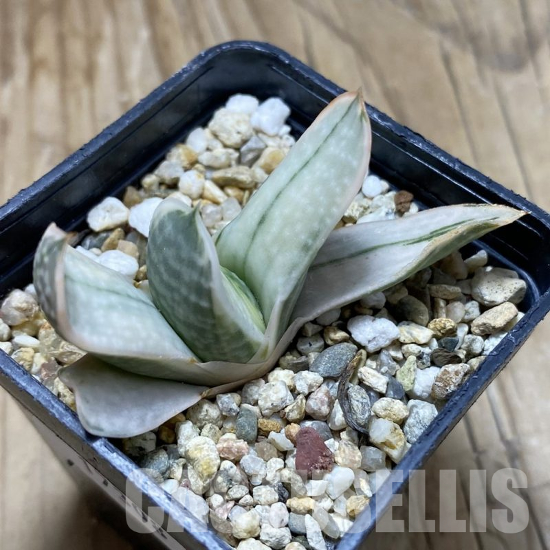 SH17308 Gasteria obtusa f. variegata