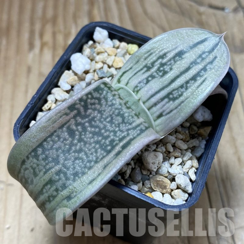 SH17309 Gasteria hybrid -Japan-