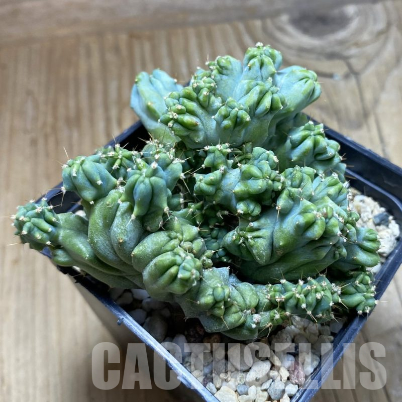 SH17312 Myrtillocactus geometrizans f. cristata