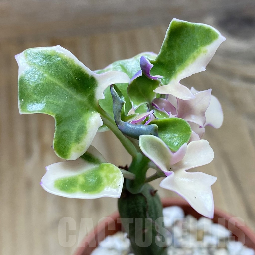 SH17316 Senecio articulatus f. variegata