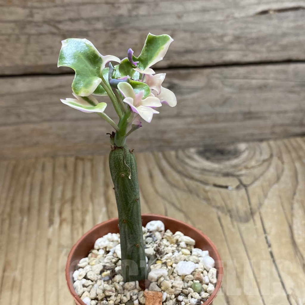 SH17316 Senecio articulatus f. variegata - immagine 2