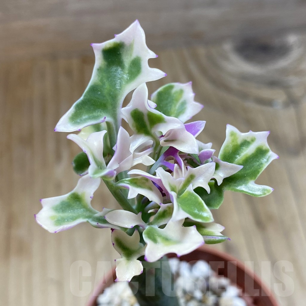 SH17318 Senecio articulatus f. variegata