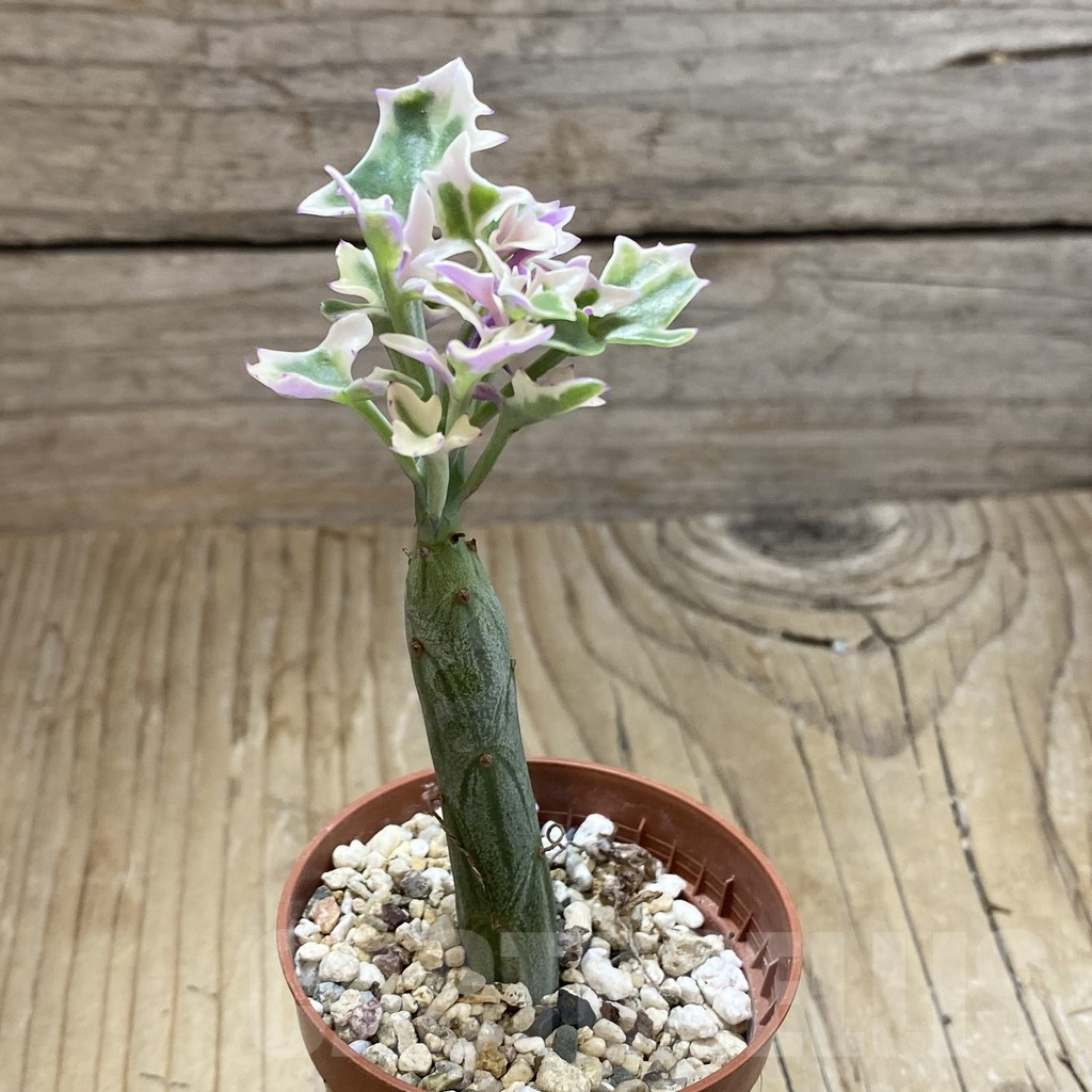 SH17318 Senecio articulatus f. variegata - Image 2